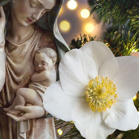 Il Profondo Significato Della Rosa Di Natale E Il Suo Senso Biblico