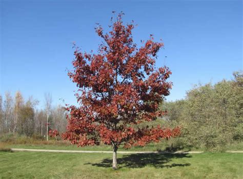 Red Oak Quercus Rubra The Arboretum