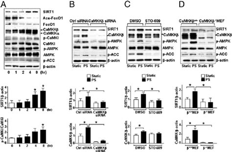 CaMKK β is required for SIRT1 induction in ECs under PS A C