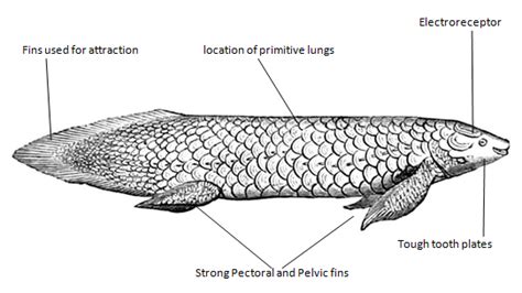 Queensland Lungfish Habitat