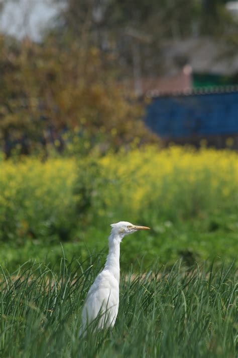 Oat Grass Photos, Download Free Oat Grass Stock Photos & HD Images