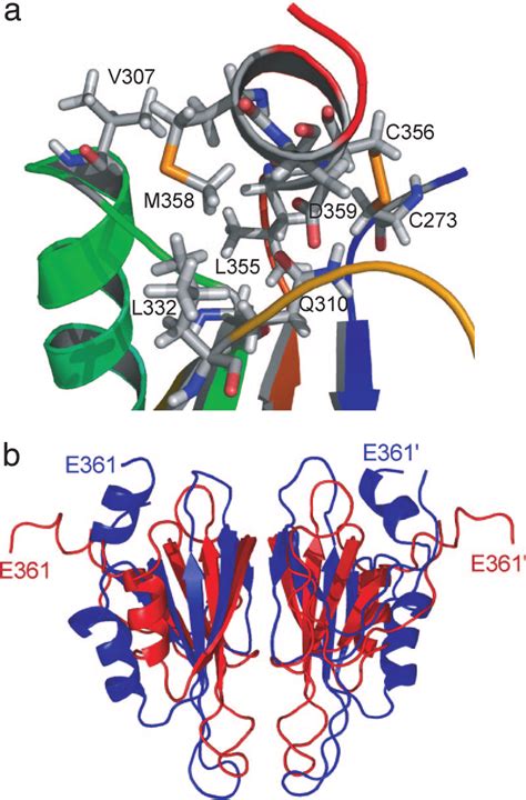 C Terminal Helix A Local Environment Of The C Terminal Helix 2 In Download Scientific