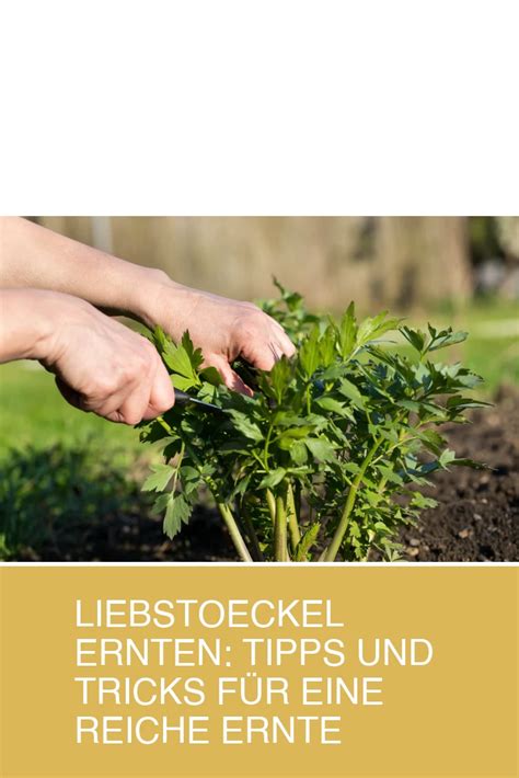 Liebstoeckel Ernten Tipps Und Tricks F R Eine Reiche Ernte