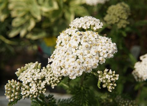 Common Yarrow • Kiwi Nurseries Ltd