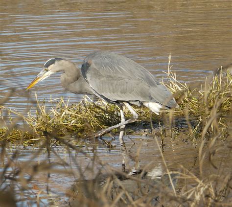 P10609227370edited 1 Great Blue Heron Tripod 3x Cr Flickr