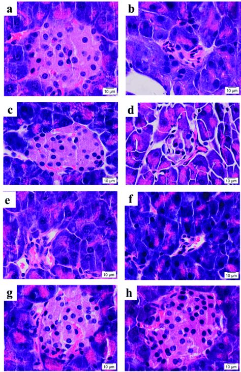 Microstructure Of Pancreatic Islets In Mice H E Stain Normal