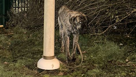 Hanno Legato Un Cane A Un Palo E L Hanno Abbandonato Al Gelo Era