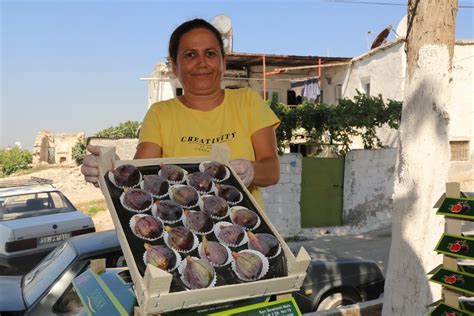 Mersin De Siyah Incir Hasad Ba Lad