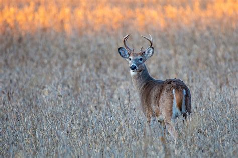 Minnesota Dnr Releases 2023 Deer Harvest Report Looks At Season Ahead