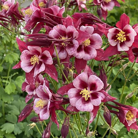 Aquilegia Songbird Cardinal Buy Columbine Perennials Online