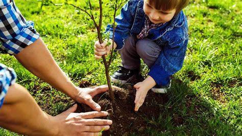 How To Plant A Tree In The Perfect Spot Angi