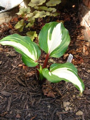 Raspberry Sundae Hosta Plant