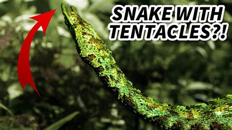 Tentacled Snake Facts A Snake With Tentacles 🐍 Animal Fact Files Youtube