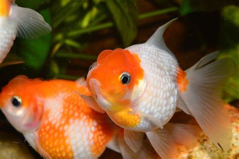 How To Care For Your Pet Fish Colbert On Demand