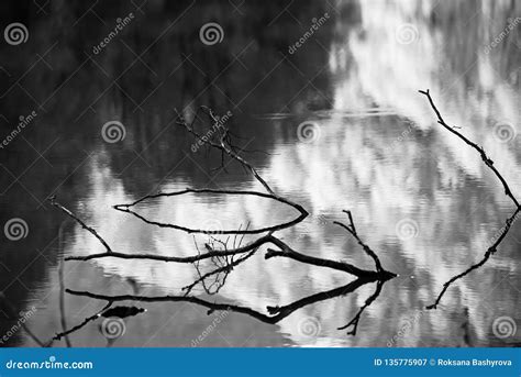 Branches In The Water Stock Image Image Of Foliage