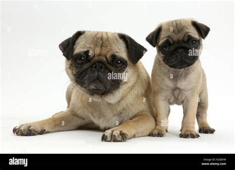 Pug mother and puppy Stock Photo - Alamy