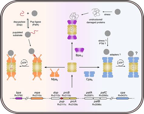 Frontiers The Bacterial Proteasome At The Core Of Diverse Degradation