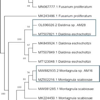 Its Rdna Sequences Based Phylogenetic Tree Generated Using Maximum