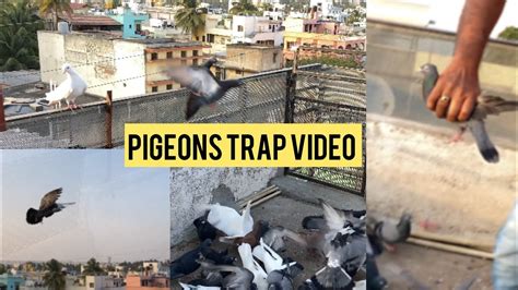 Pigeon Trap Video Bird Trap How To Catch Pigeons Youtube