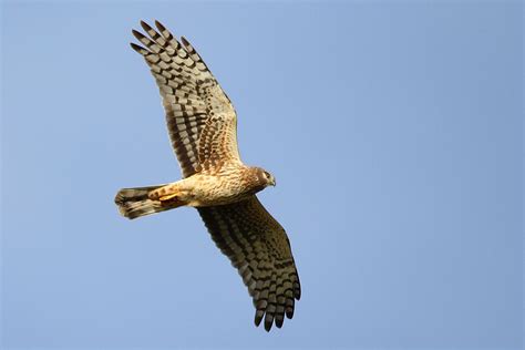 Northern Harrier "Circus cyaneus" | Boreal Songbird Initiative