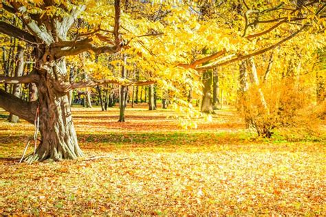 Background Lanskap Hutan Musim Gugur Dengan Pohon Pohon Kuning Dan Daun