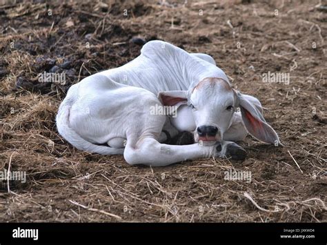 Baby Brahman Cow