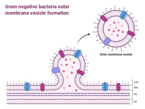 Gram Negative Bacteria Outer Membrane Vesicle Formation Biorender