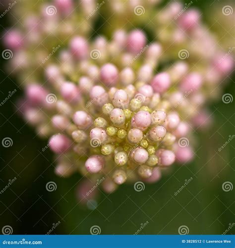 Raceme stock photo. Image of delicate, flower, abundance - 3828512