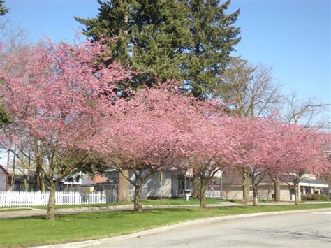 Prunus Subh Autumnalis Rosea Erica Garden