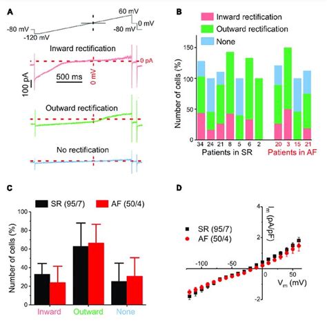 Overview Of Different Ion Current Patterns In Human Atrial