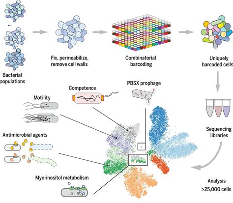 Microbial Single Cell Rna Sequencing By Split Pool Barcoding Science