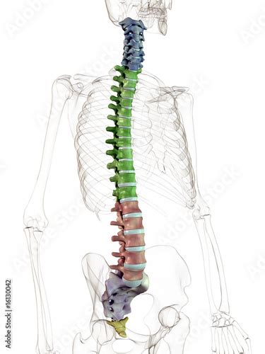 Columna Vertebralis Stock Illustration Adobe Stock