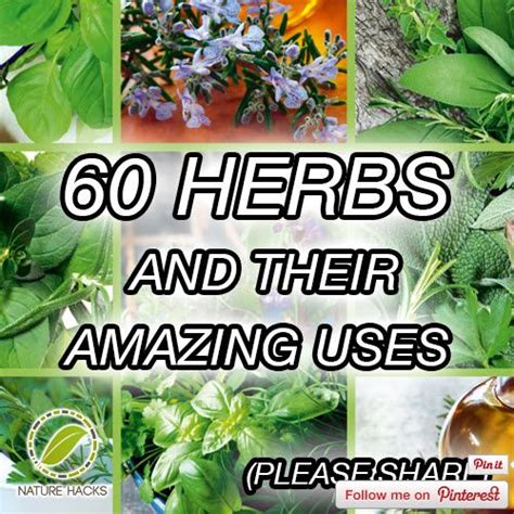 60 Herbs And Their Amazing Uses Homestead And Survival Herbs Growing