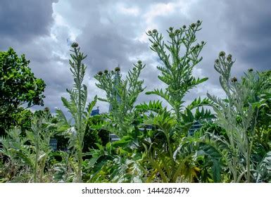 Mikania Cordata Mikania Micrantha Flowers Bloom Stock Photo 2235343983 | Shutterstock