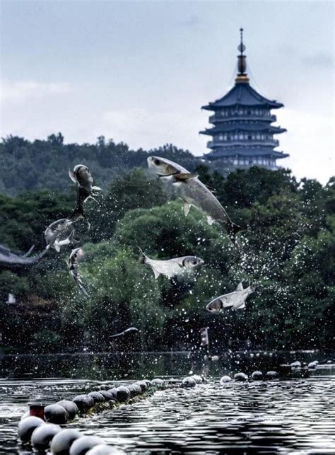 连日大雨后西湖边现“群鱼乱舞” 鱼跃龙门奇观再現中华网