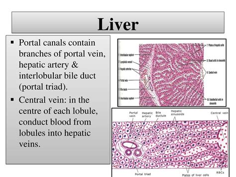 Liver Histology Labeled