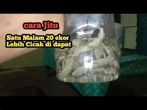 Cara Ampuh Membasmi Cicak Dalam Rumah YouTube