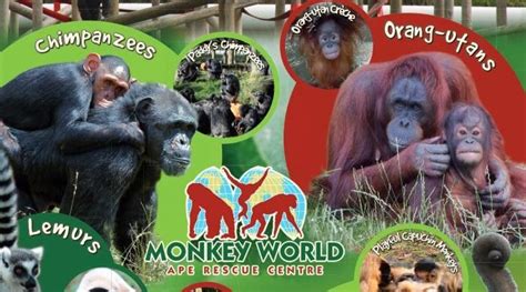 Must Visit Monkey World Monkey World Monkey Apes