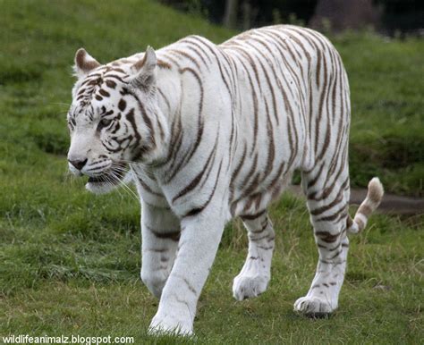 The White Tiger Amazing Facts And Images The Wildlife