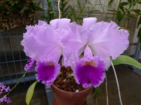 Cattleya trianae Wild Flowers, Orchid Flowers, Cattleya, Fragrant ...