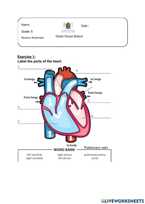 Circulatory System Interactive Activity For Grade Live 53 Off