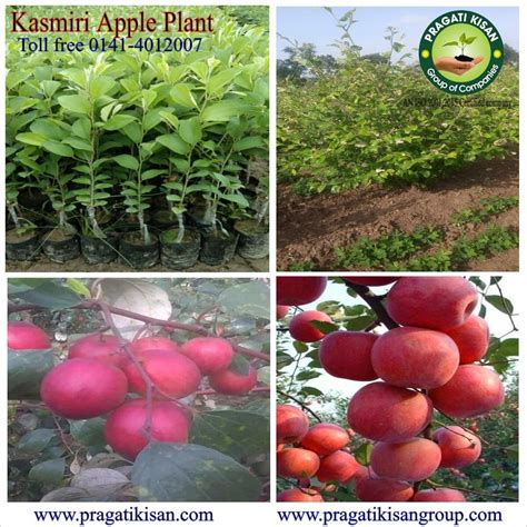 Full Sun Exposure Red Kashmiri Apple Ber Plant For Fruits At Rs