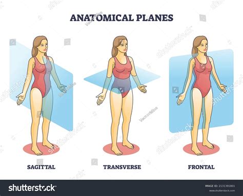 873 Anatomical Planes Images, Stock Photos, 3D objects, & Vectors ...