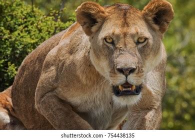 Masai Mara Wildlife Stock Photo 754438135 | Shutterstock