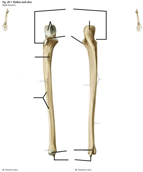 Ulna Bone Anatomy Diagram Quizlet