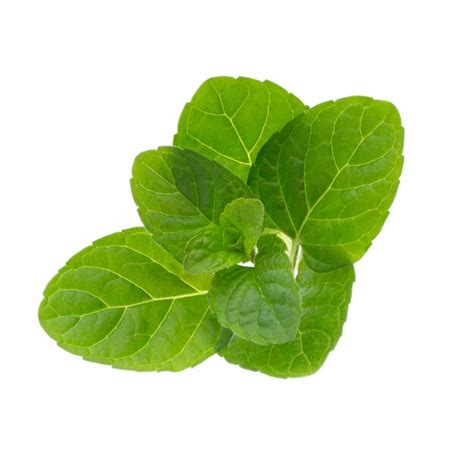 Premium Photo Fresh Raw Mint Leaves Isolated On White Background