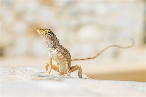 Garden crested lizard (Calotes versicolor)