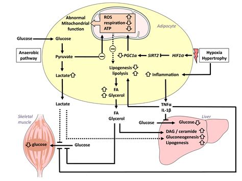 Energy Metabolism Of White Adipose Tissue And Insulin Resistance In