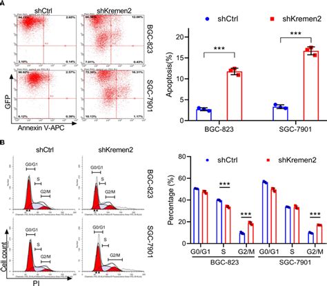 Kremen2 Knockdown Induced Apoptosis And Cell Cycle Arrest At G2m