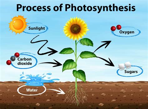 Overall Process Of Photosynthesis